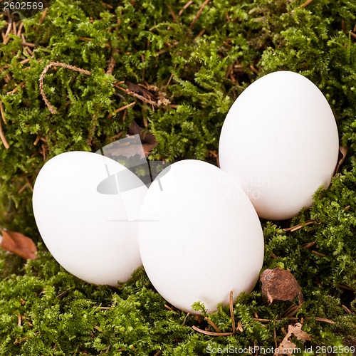 Image of Plain undecorated Easter eggs in a nest