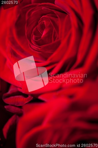 Image of beautiful red rose flower on black background