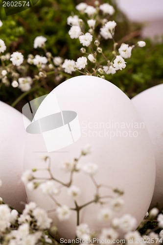 Image of Plain undecorated Easter eggs in a nest