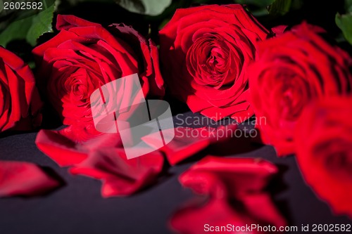 Image of beautiful red rose flower on black background