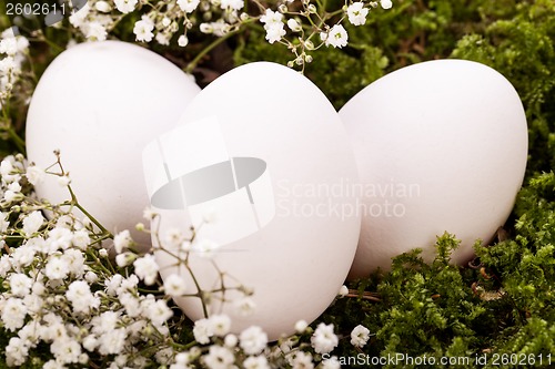 Image of Plain undecorated Easter eggs in a nest