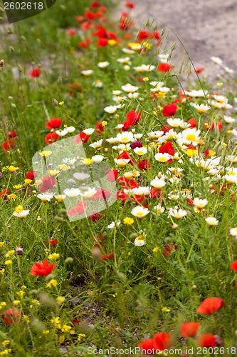 Image of beautiful poppy field in red and green landscape 