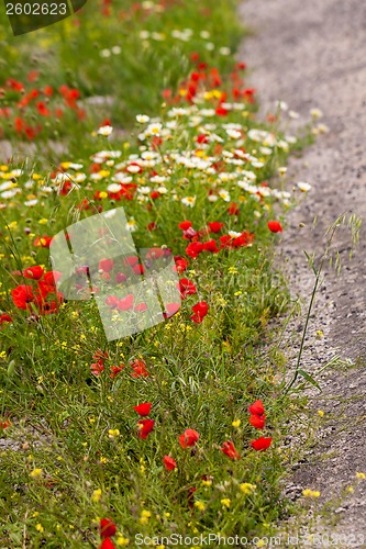 Image of beautiful poppy field in red and green landscape 