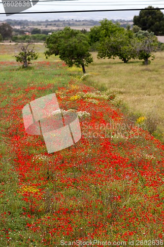 Image of beautiful poppy field in red and green landscape 