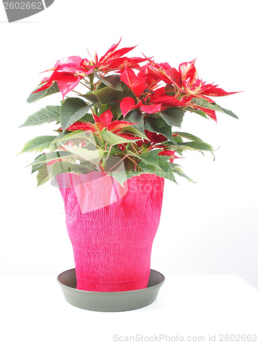 Image of Poinsettia