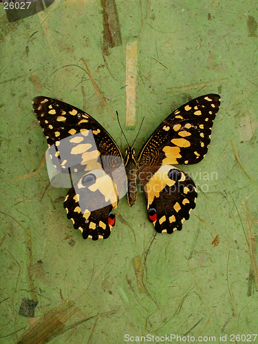 Image of Butterfly On Green