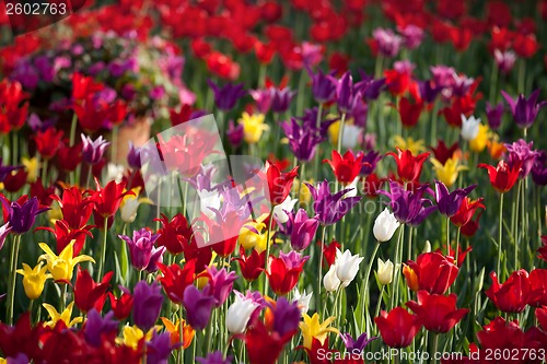 Image of Multicolor tulips in sun spring day