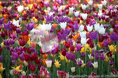 Image of Multicolor tulips background
