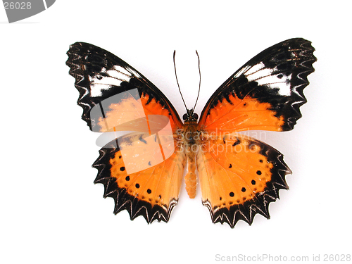 Image of Butterfly On white