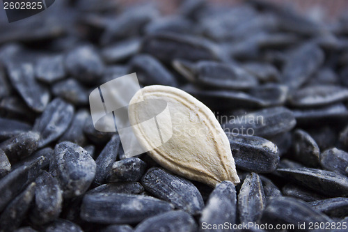 Image of Sunflower seeds