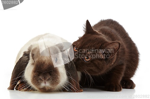 Image of kitten and rabbit