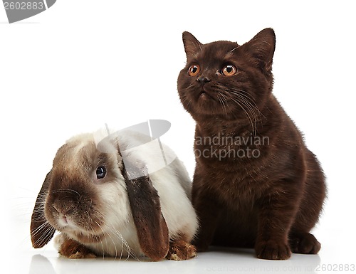 Image of kitten and rabbit