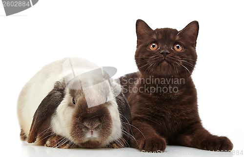 Image of kitten and rabbit