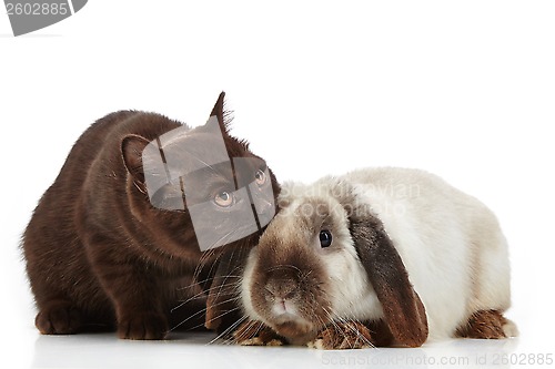 Image of kitten and rabbit