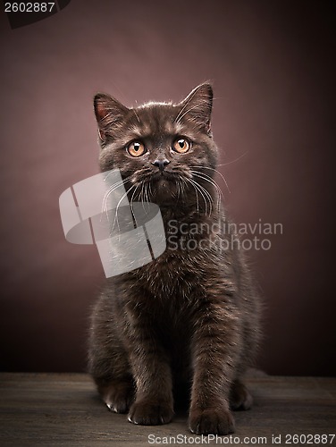 Image of brown british short hair kitten, 3 month old