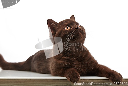 Image of brown british short hair kitten, 3 month old