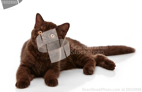 Image of brown british short hair kitten, 3 month old