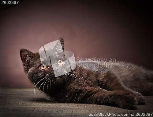 Image of brown british short hair kitten, 3 month old