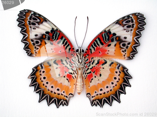 Image of Colorful Butterfly On White