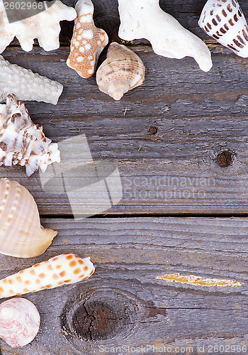 Image of Frame of Conch Sea Shell