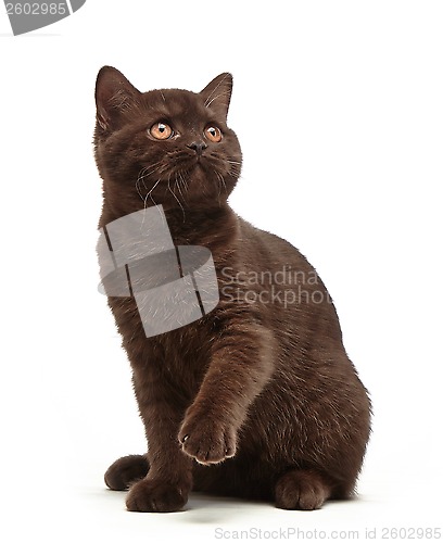 Image of brown british short hair kitten, 3 month old