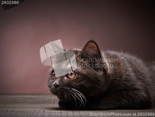 Image of brown british short hair kitten, 3 month old