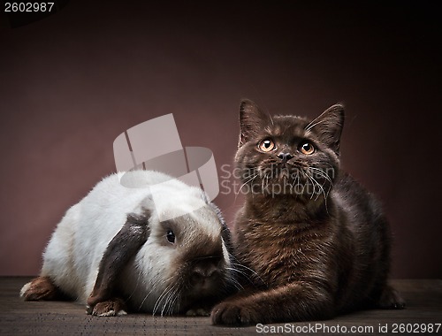 Image of kitten and rabbit