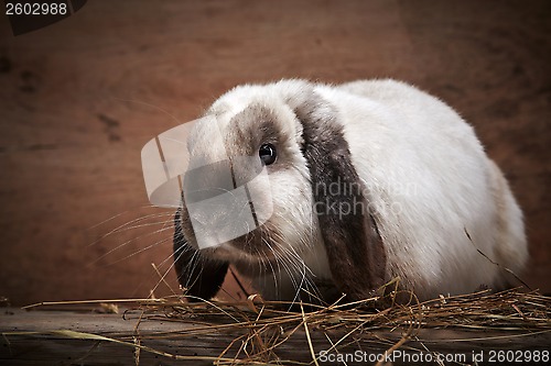 Image of portrait of rabbit