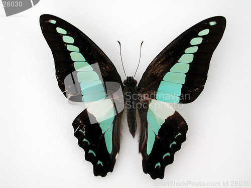 Image of Butterfly On white