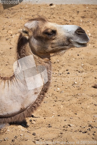 Image of Camel