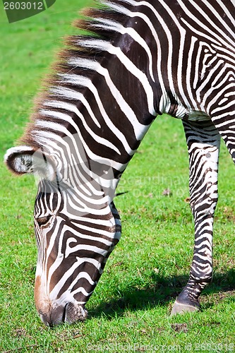 Image of Zebra