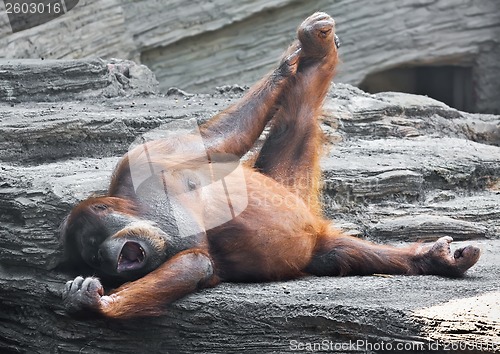 Image of Orangutan