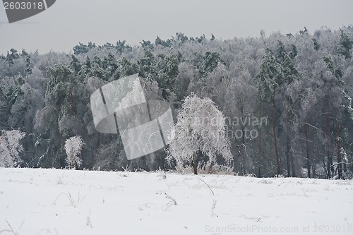 Image of Winter forest