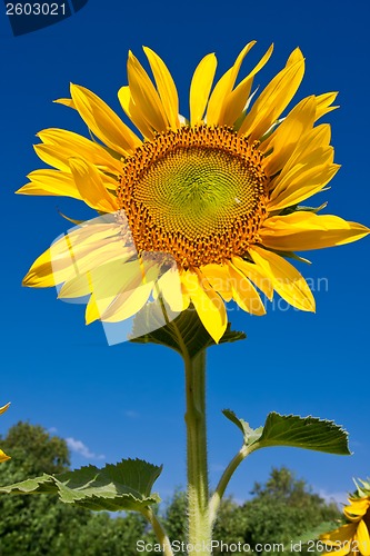 Image of Sunflower