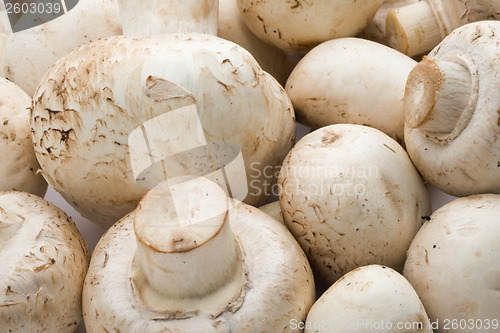 Image of Champignon mushrooms