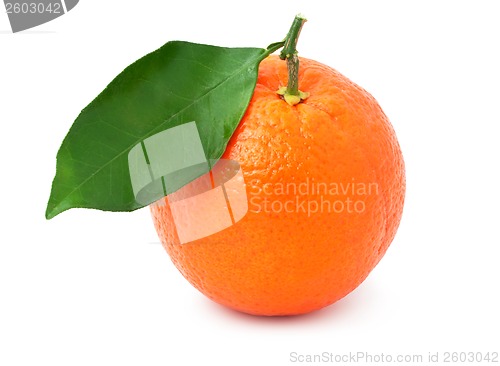 Image of Tangerine