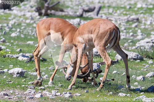 Image of Male black-faced impala (Aepyceros melampus petersi)