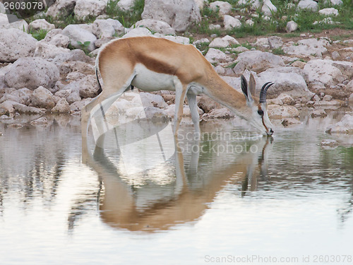 Image of Springbok antelope (Antidorcas marsupialis)