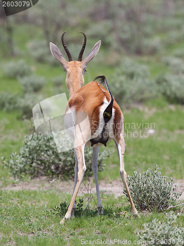 Image of Springbok antelope (Antidorcas marsupialis) pooping