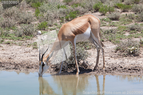 Image of Springbok antelope (Antidorcas marsupialis), close-up, drinking