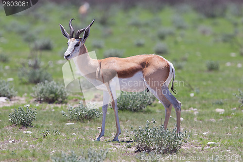 Image of Springbok antelope (Antidorcas marsupialis)