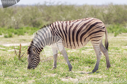 Image of Burchells zebra (Equus Burchelli)