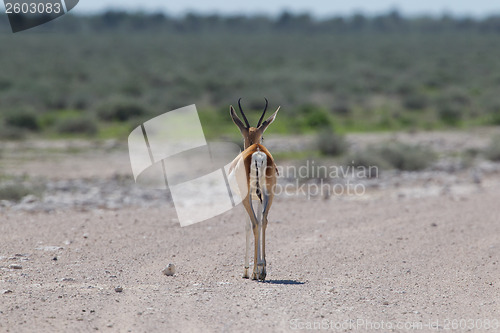 Image of Springbok antelope (Antidorcas marsupialis) walking away