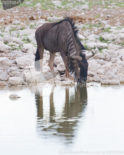 Image of Wildebeest drinking at a waterhole, Etosha National Park