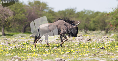 Image of Wildebeest walking the plains of Etosha National Park