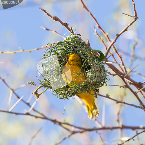 Image of Southern Yellow Masked Weaver 