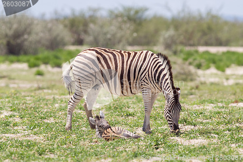 Image of Burchells zebra (Equus Burchelli) with young