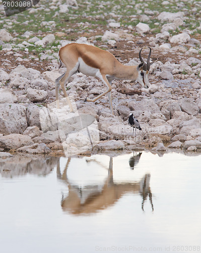 Image of Springbok antelope (Antidorcas marsupialis)