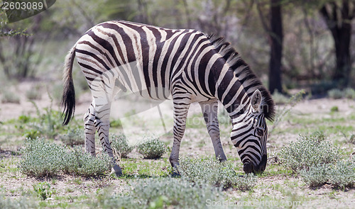 Image of Burchells zebra (Equus Burchelli)