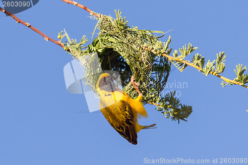 Image of Southern Yellow Masked Weaver 